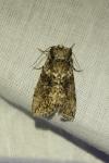 Polyploca ridens