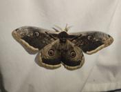 Saturnia pyri