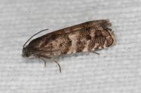 Pammene splendidulana