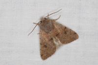 Orthosia incerta