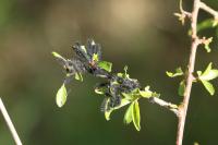 Saturnia pavonia
