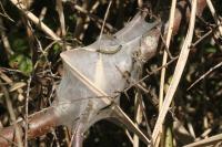 Malacosoma neustria