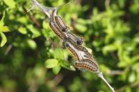 Aporia crataegi