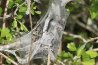 Eriogaster lanestris