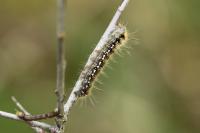 Trichiura crataegi