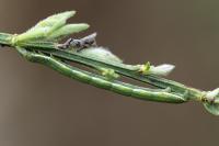 Chesias legatella