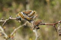 Aporia crataegi