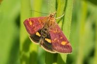 Pyrausta aurata