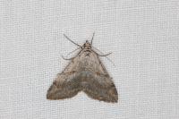 Aplocera