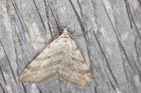 Aplocera