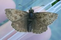 Erynnis tages