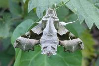 Proserpinus proserpina