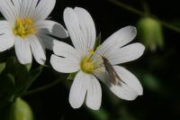 Coleophora lutarea