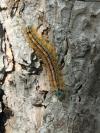 Malacosoma neustria