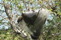 Eriogaster lanestris