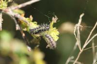 Aglaope infausta