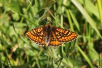 Euphydryas aurinia