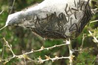 Eriogaster lanestris