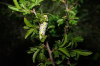 Diloba caeruleocephala