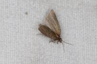 Clepsis senecionana