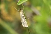Chrysocramboides craterellus