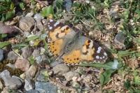 Vanessa cardui