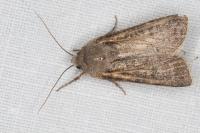 Agrotis segetum