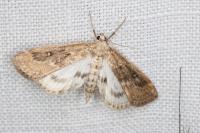 Parapoynx stratiotata