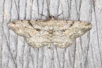 Peribatodes rhomboidaria