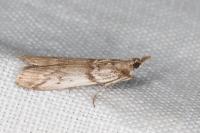 Zophodia grossulariella