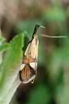 Alabonia geoffrella