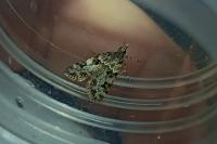 Eudonia delunella