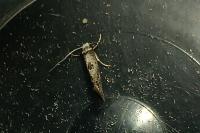 Paraswammerdamia albicapitella