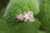 Eudonia delunella