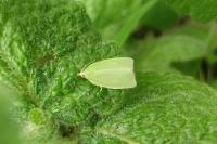 Tortrix viridana