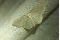 Scopula floslactata