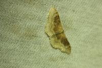 Idaea degeneraria