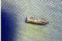 Epinotia tetraquetrana
