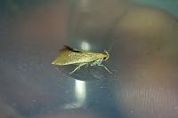 Crassa tinctella