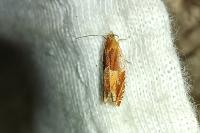 Ancylis mitterbacheriana