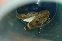 Agrotis exclamationis