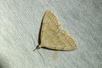 Pechipogo strigilata
