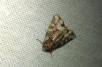 Oligia strigilis/versicolor