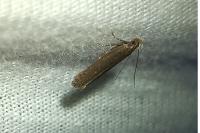 Neofaculta ericetella