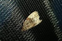 Hedya pruniana