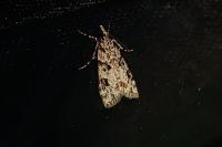 Eudonia delunella