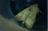 Charanyca trigrammica