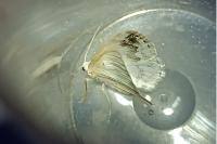 Lomographa temerata