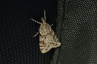 Scoparia ambigualis