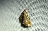 Chrysocrambus linetella